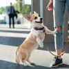 dog on a leash with person